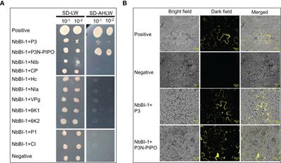 P3/P3N-PIPO of PVY interacting with BI-1 inhibits the degradation of NIb by ATG6 to facilitate virus replication in N. benthamiana
